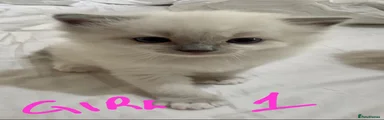 Ragdoll 3