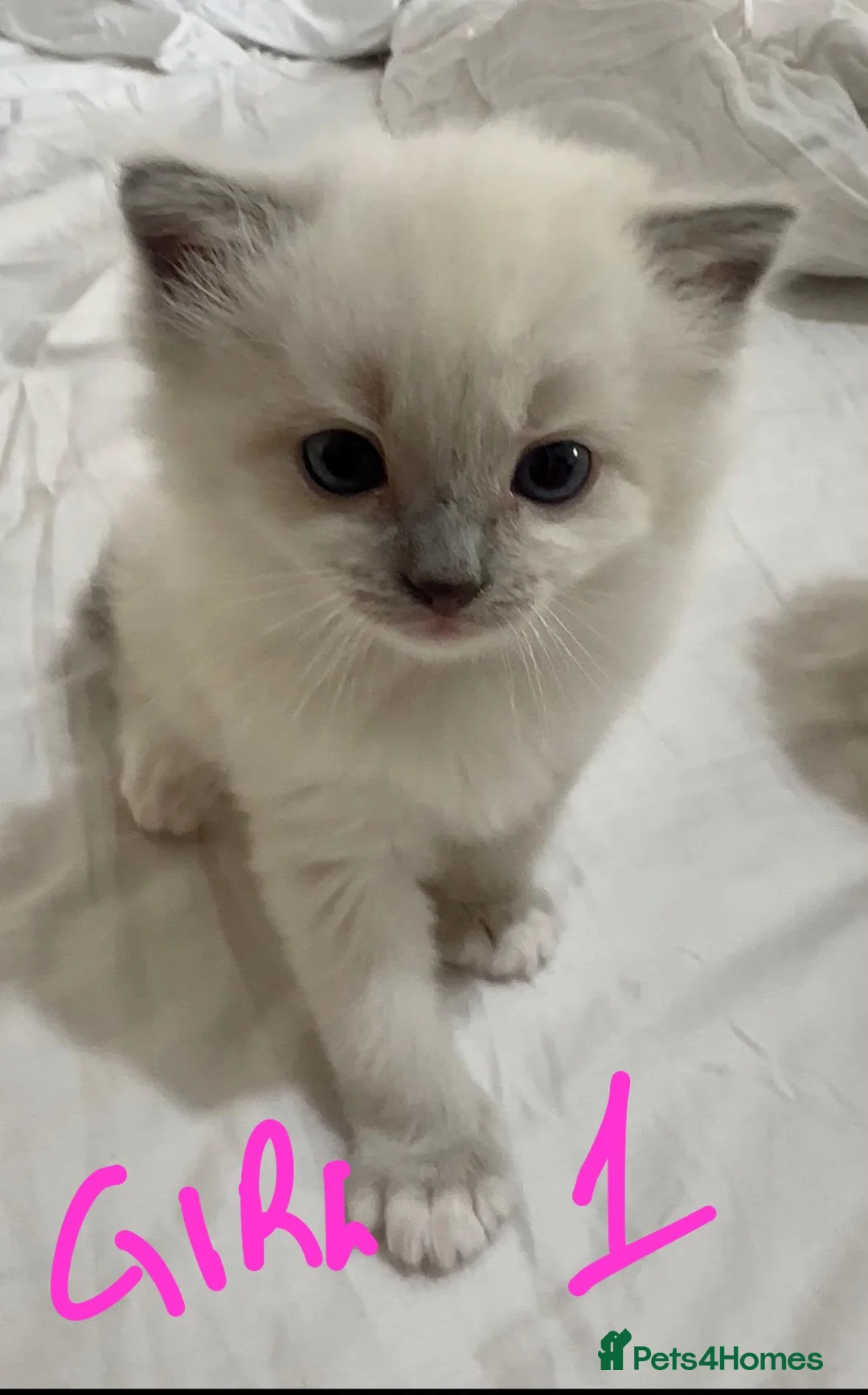 Ragdoll cats for sale: STUNNING FLUFFY LITTER OF 3 RAGDOLL KITTENS in Birmingham - Advert 2