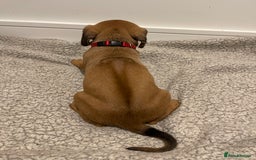 Rhodesian Ridgeback dogs for sale: Pedigree Ridgeback Puppies - READY FOR VIEWING in Scunthorpe - Image 31