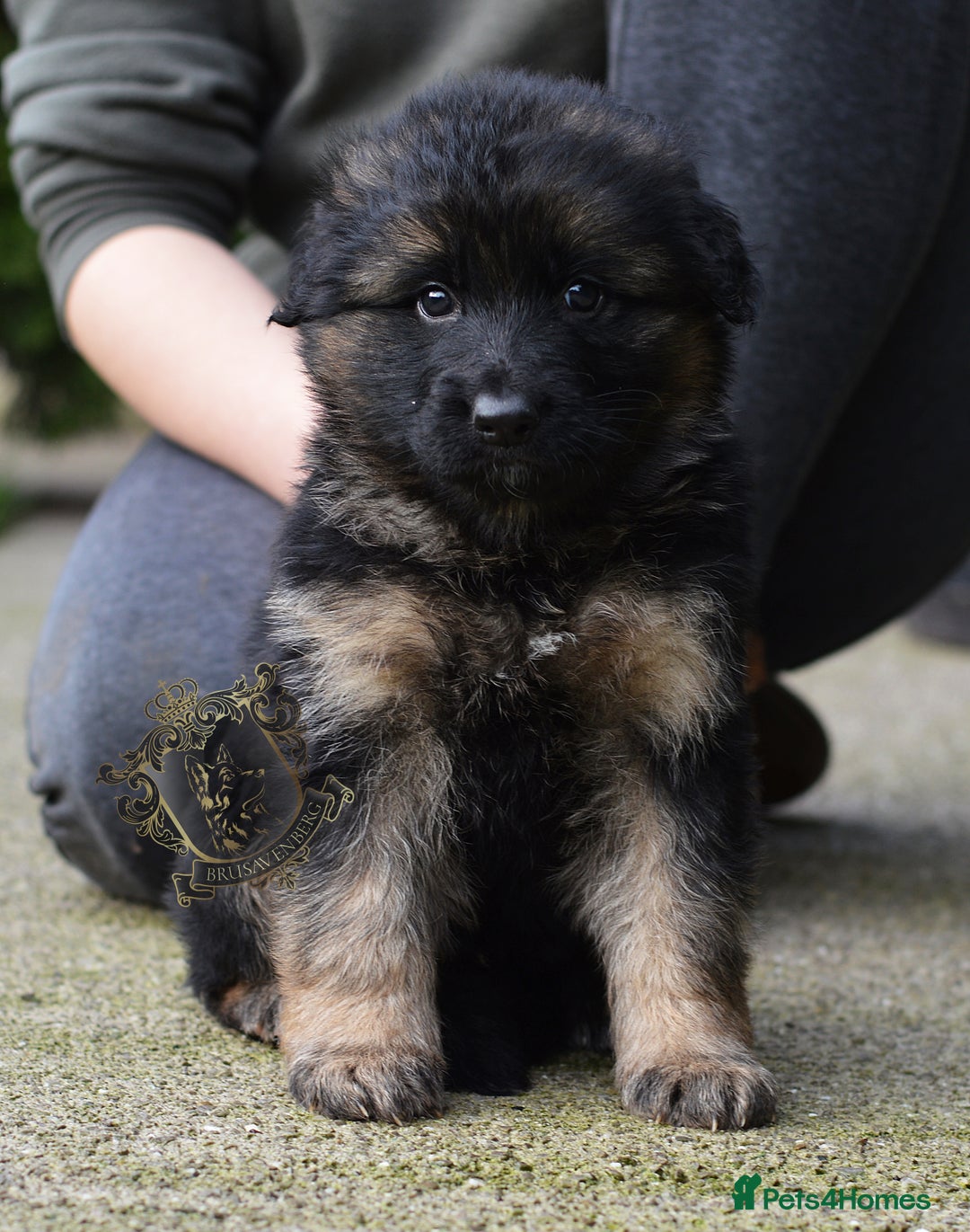 German Shepherd dogs for sale: LONGHAIRED GSD PUPPIES - Advert 4