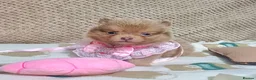Pomeranian dogs for sale: Amazing Tiny lilac pomeranian girls  - Advert 3