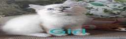 Ragdoll cats for sale: GCCF REGISTERED BEAUTIFUL RAGDOLLS KITTENS  - Advert 9