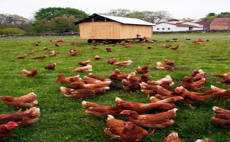 Chickens poultry - Advert 1