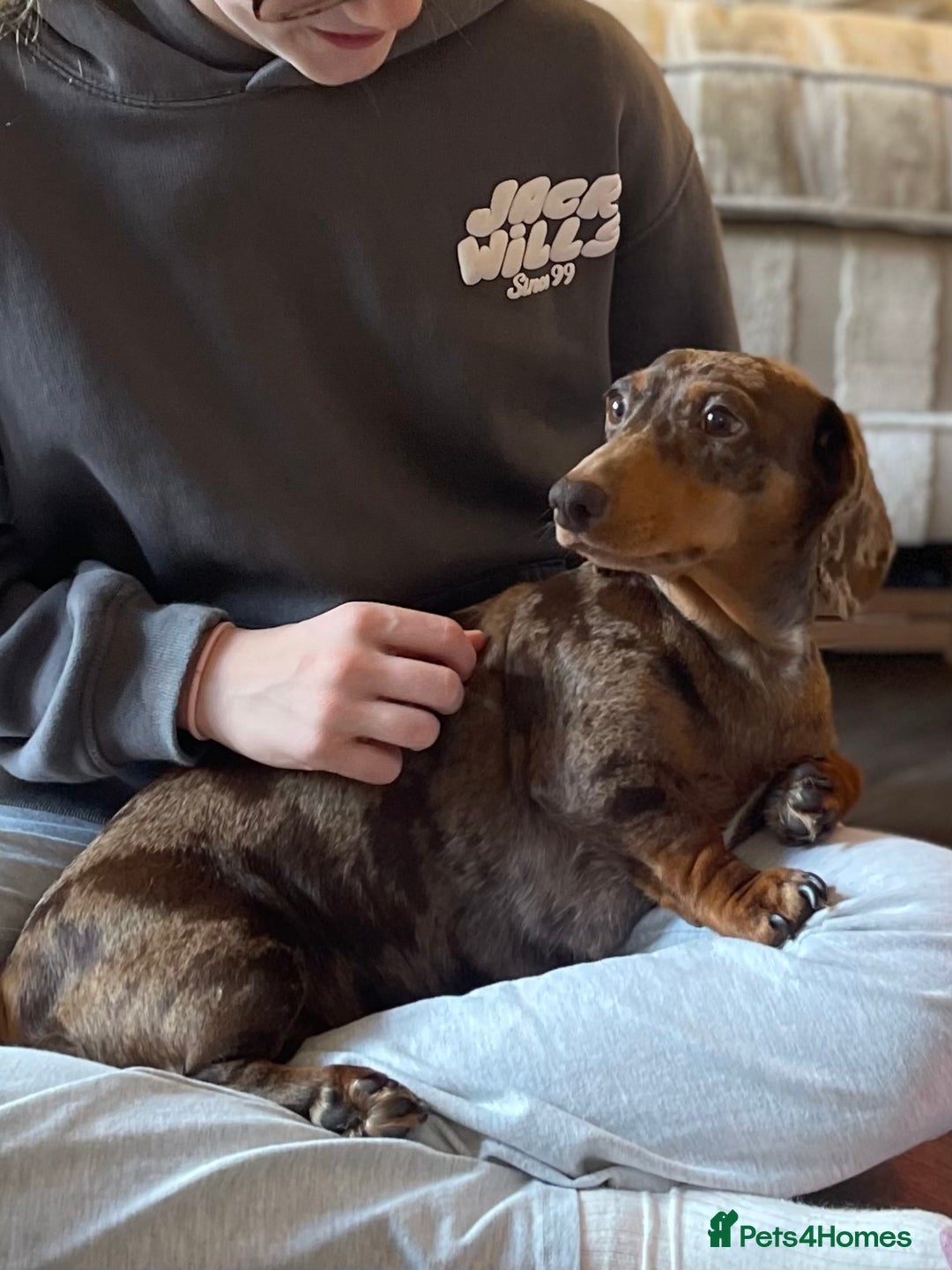 Miniature Dachshund dogs for sale: Miniature Kc registered dachshunds PRA clear  - Advert 17