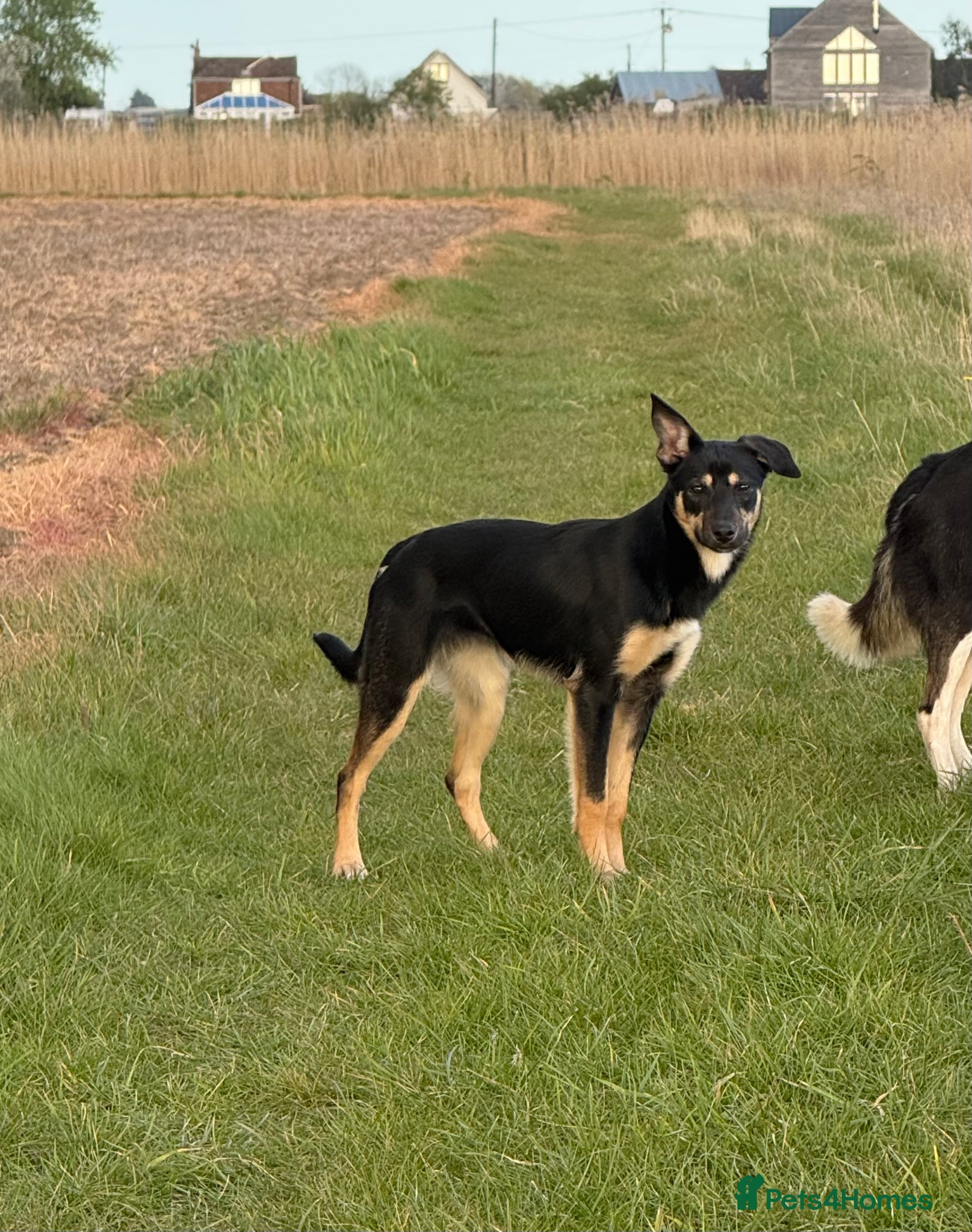 Mixed Breed dogs for sale: Kelpie x bitch - Advert 2