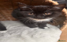 British Shorthair cats for sale: Two female kittens available half British blue - Advert 2