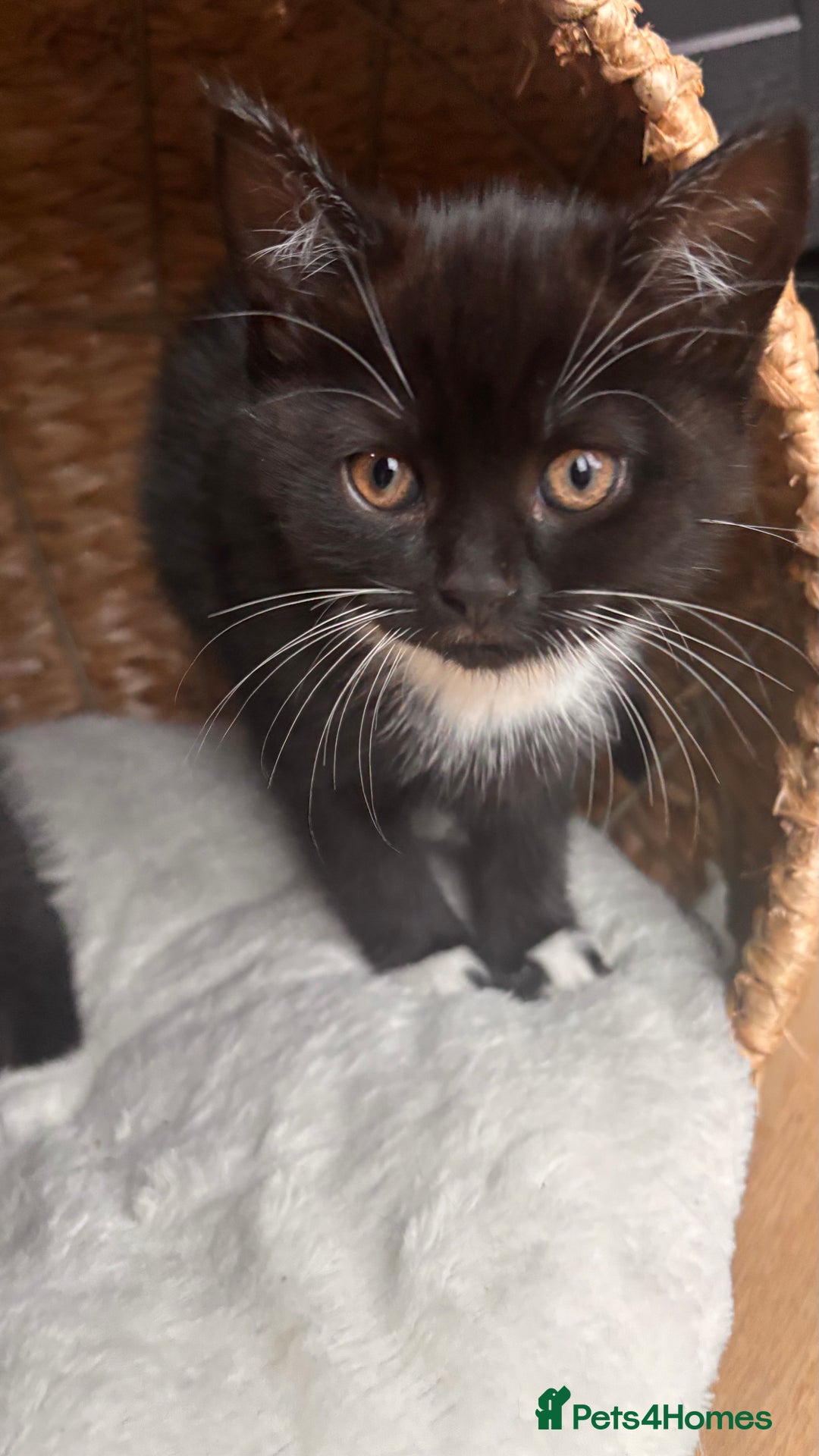 British Shorthair cats for sale: Two female kittens available half British blue - Advert 2