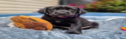 Springador dogs for sale: BEAUTIFUL SPRINGADOR PUPPIES - Advert 23