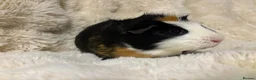 Guinea Pig rodents for sale: One sow one boar looking for homes  - Advert 8