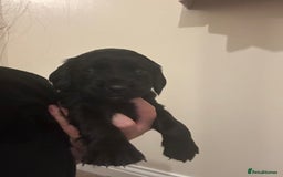 Cocker Spaniel dogs for sale: English cocker spaniel puppy - Advert 6