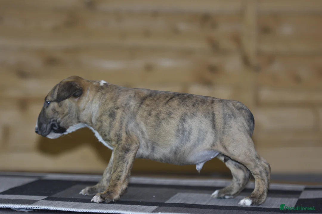 English Bull Terrier dogs for sale: UK's top quality ebt puppies - Advert 9