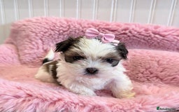 Shih Tzu dogs for sale: 3 Beautiful Shih Tzu girls left 🐶⭐️ - Advert 4
