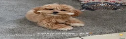 Toy Poodle dogs for stud: 👑 One-in-a-Million red Asian Toy Poodle Stud 👑 - Advert 6