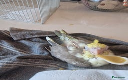 Cockatiels birds for sale: Hand reared cockateil - Image 5