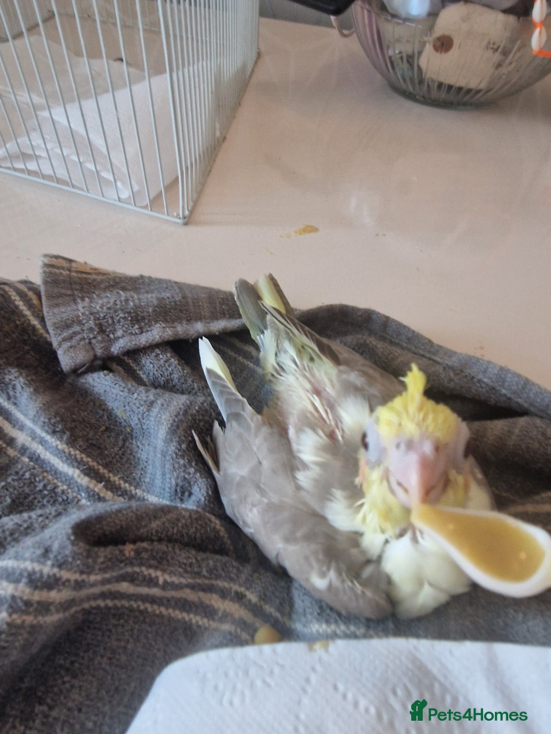 Cockatiels birds for sale: Hand reared cockateil - Image 5