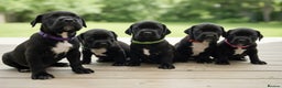 Mixed Breed dogs for sale: Spring bull puppies  - Advert 1