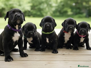 Mixed Breed dogs Spring bull puppies - Advert 2