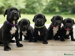 Mixed Breed dogs Spring bull puppies - Advert 8