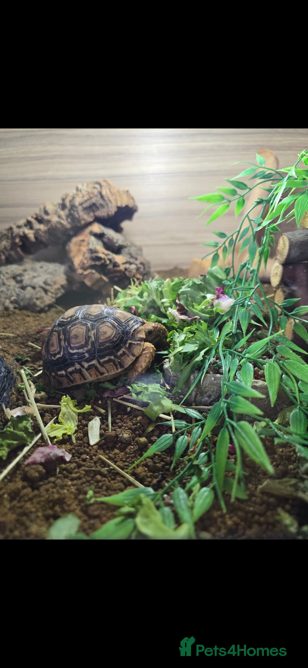 Tortoise reptiles Leopard torotise unsexed 18 months old with viv - Advert 2