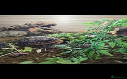 Tortoise reptiles for sale: Leopard torotise unsexed 18 months old with viv - Image 1