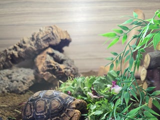 Tortoise reptiles Leopard torotise unsexed 18 months old with viv - Advert 2