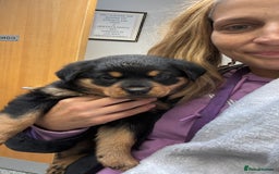 Rottweiler dogs for sale: Rottweiler puppy - Image 9