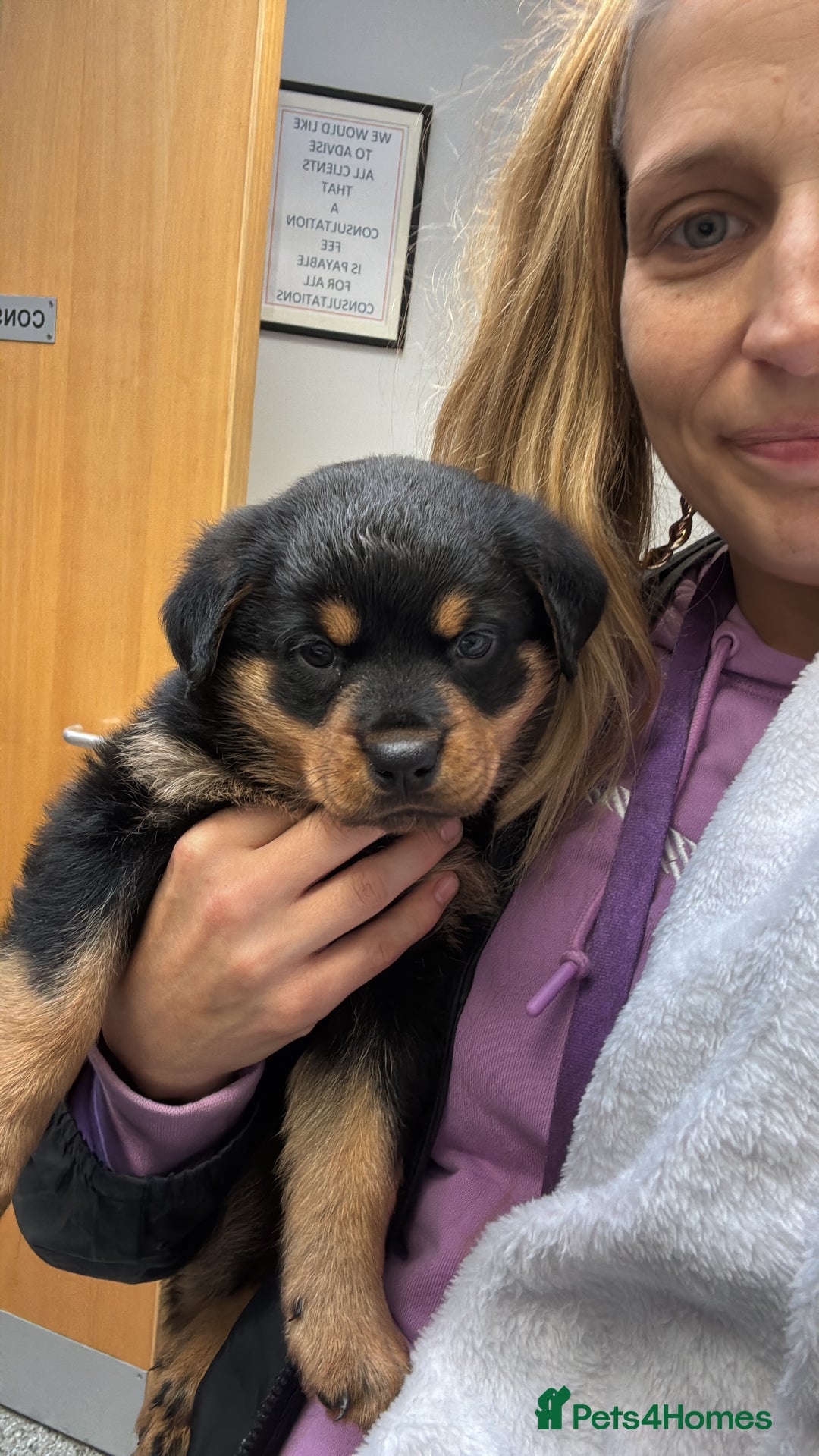 Rottweiler dogs for sale: Rottweiler puppy - Image 9