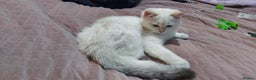 British Shorthair cats for sale: Golden British shorthair Pedigree Neutered  - Advert 32