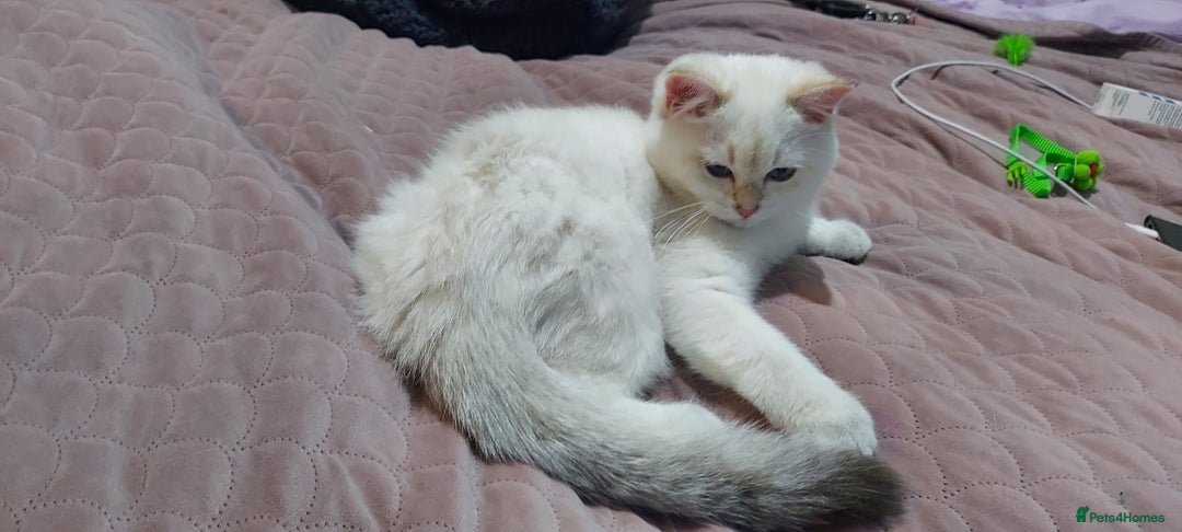 British Shorthair cats for sale: Golden British shorthair Pedigree Neutered  - Image 24