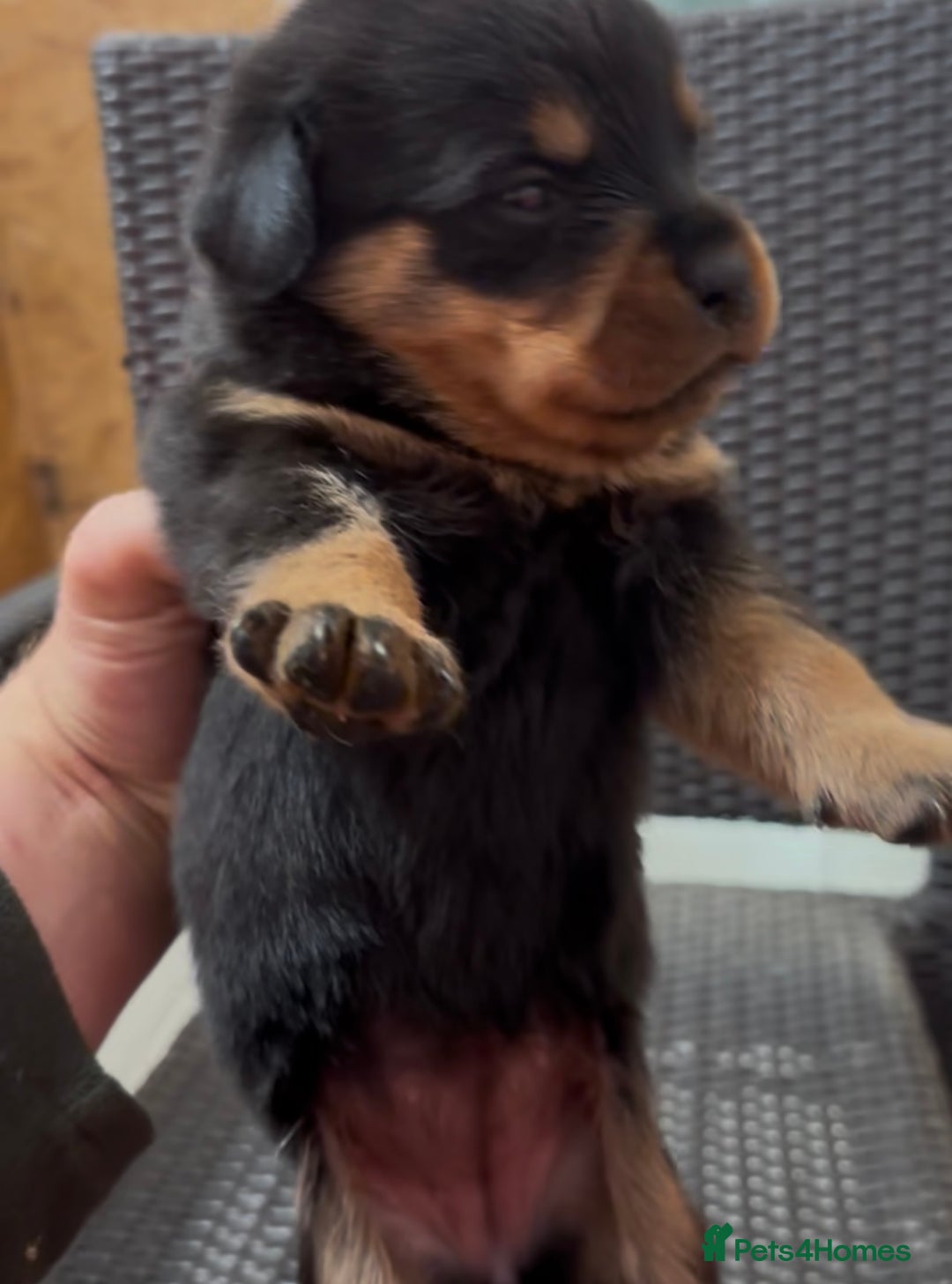 Rottweiler dogs for stud: Serbian Import - OTTO for stud  in Doncaster - Advert 17