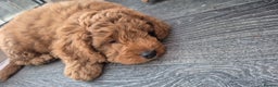 Mixed Breed dogs for sale: Australian Labradoodle/ Cockapoo fox red male  - Advert 1