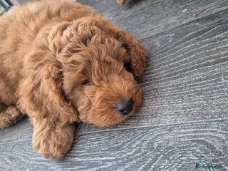 Mixed Breed dogs Australian Labradoodle/ Cockapoo fox red male - Advert 1