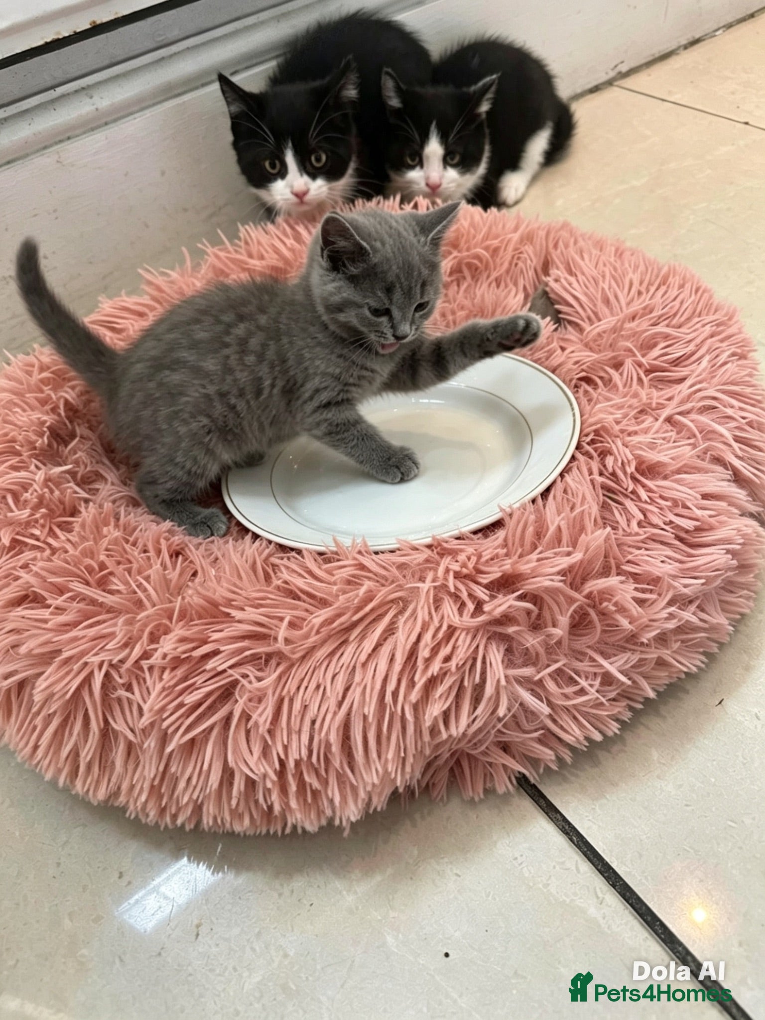 Mixed Breed cats Ready to leave British shorthair mixed kittens  - Advert 1