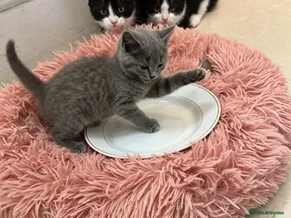 Mixed Breed cats Ready to leave British shorthair mixed kittens - Advert 5