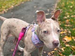 Mixed Breed dogs Sandy - Advert 4