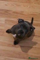 Staffordshire Bull Terrier dogs - Advert 11