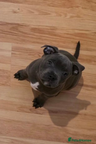 Staffordshire Bull Terrier dogs - Advert 3