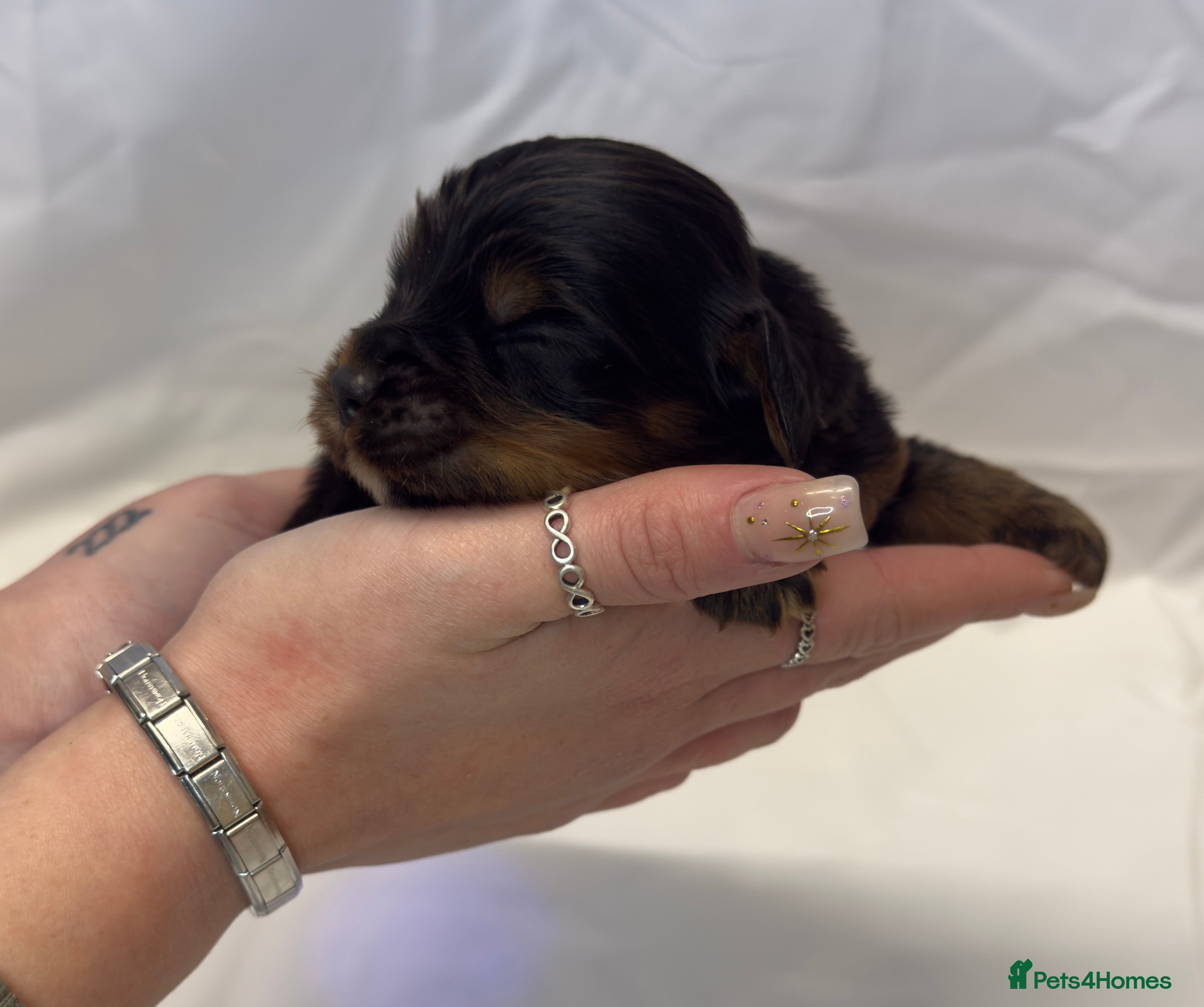 Cocker Spaniel dogs Bred From Extensively Health Tested Parents  - Advert 7