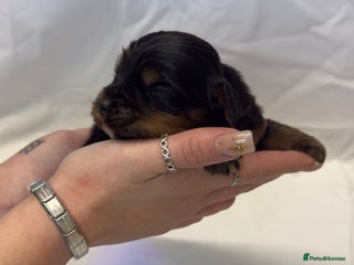 Cocker Spaniel dogs Bred From Extensively Health Tested Parents - Advert 7