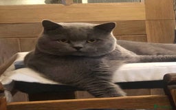 British Longhair cats for sale: Lynnaes Sahah - Image 6