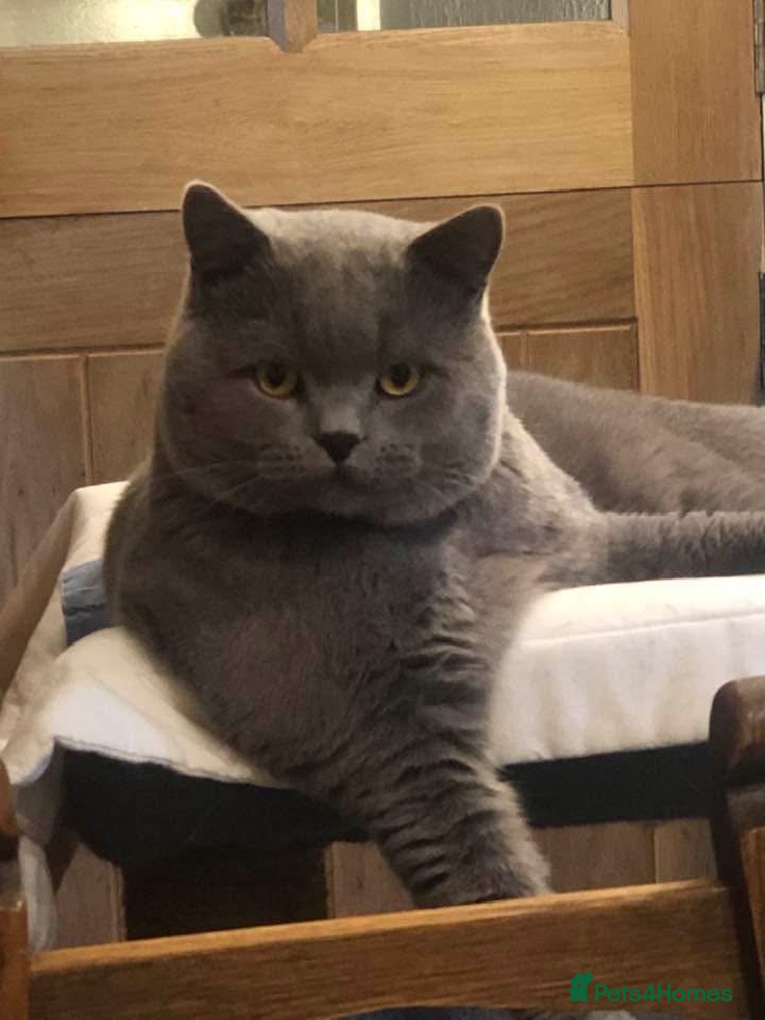British Longhair cats for sale: Lynnaes Sahah - Image 6