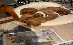 Cavalier King Charles Spaniel dogs for sale: Stunning Cavalier king Charles Spanniel Puppies - Advert 14