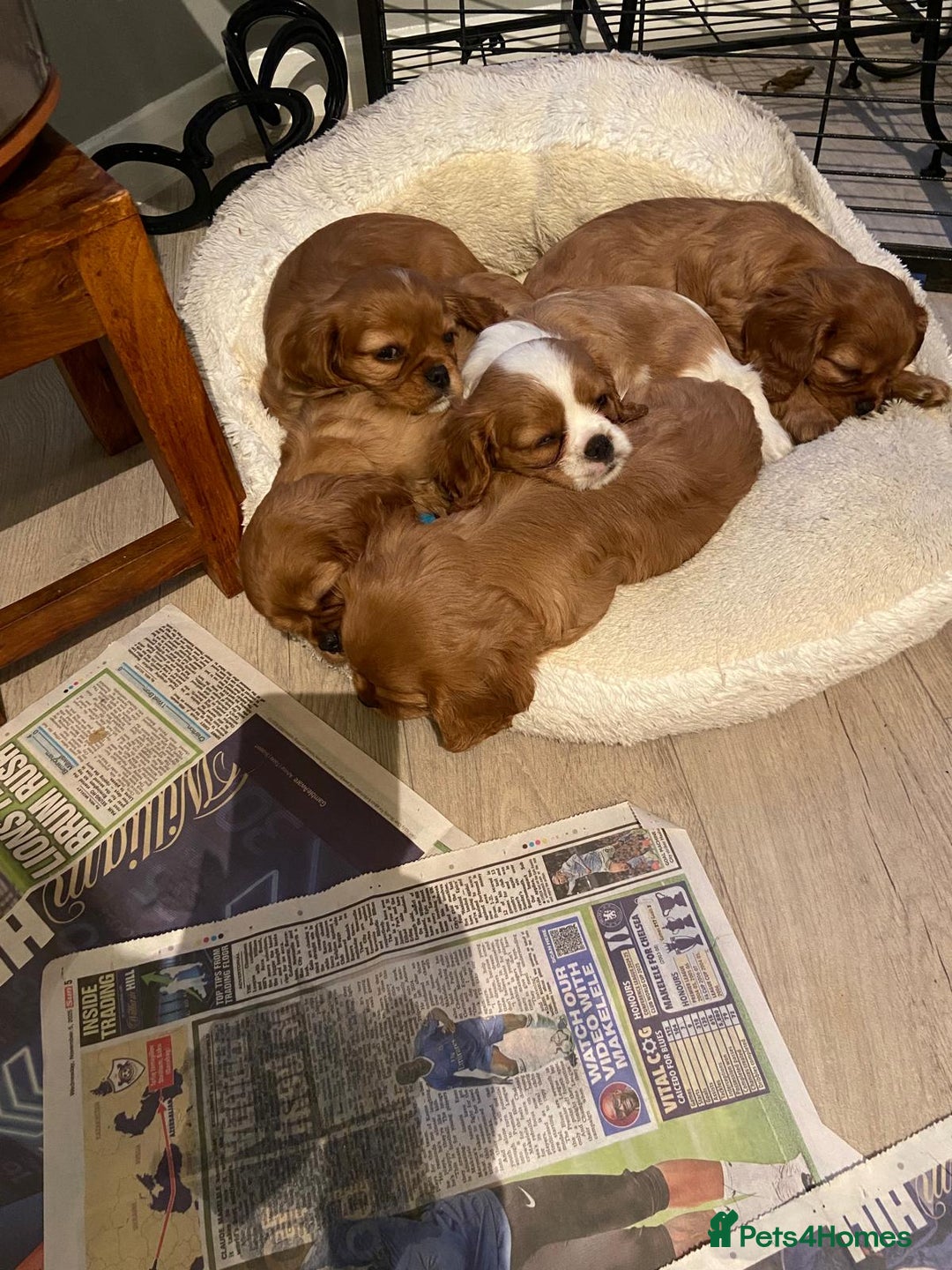 Cavalier King Charles Spaniel dogs for sale: Stunning Cavalier king Charles Spanniel Puppies - Advert 14