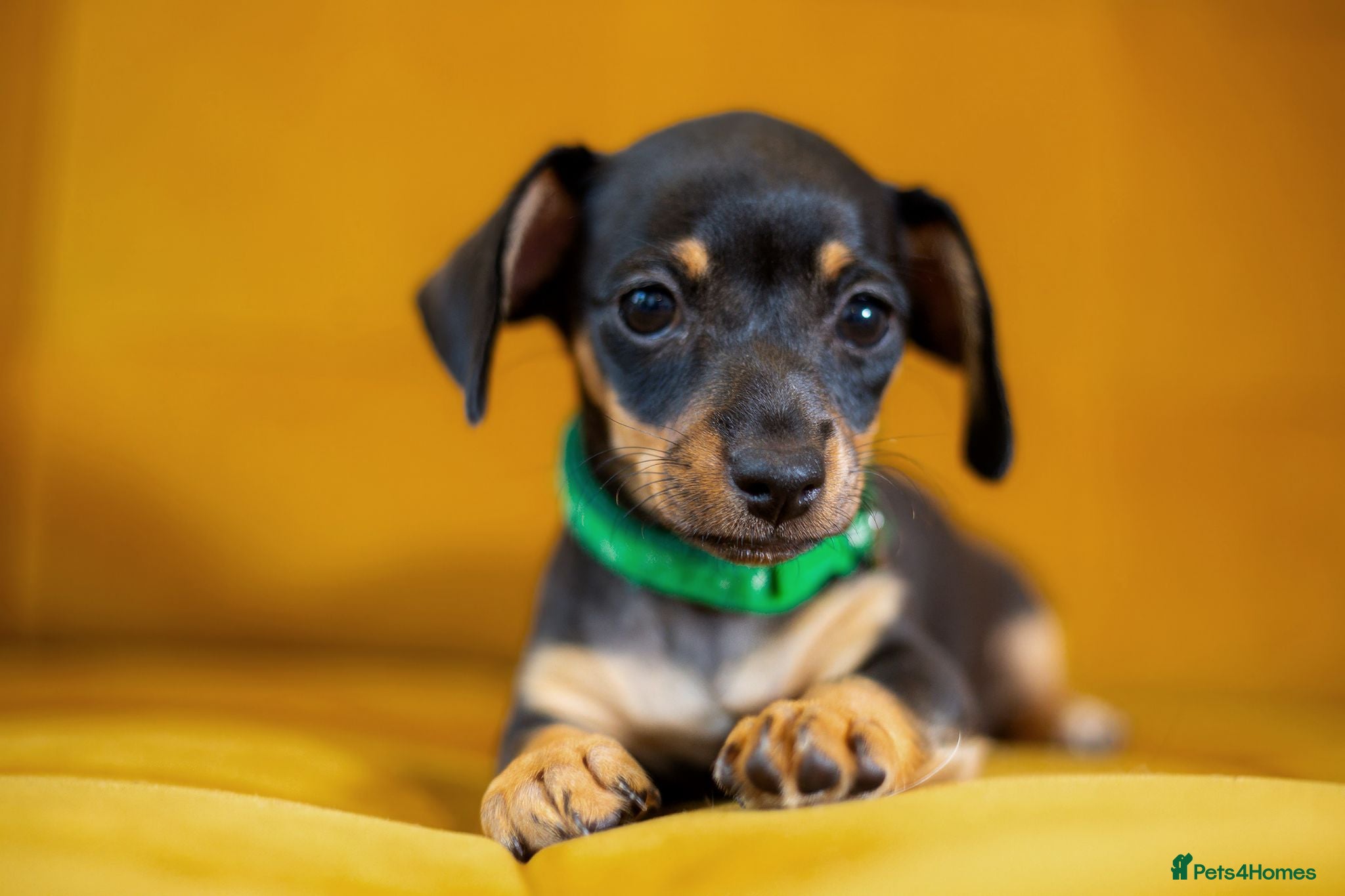 Jackshund dogs Daxijax/Jackshund/Dachshund/Jack - READY TO GO - Advert 1
