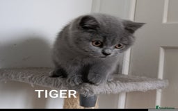 British Shorthair cats for sale: British blue Shorthair GCCF - Image 2
