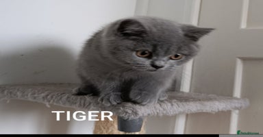 British Shorthair cats - Advert 1