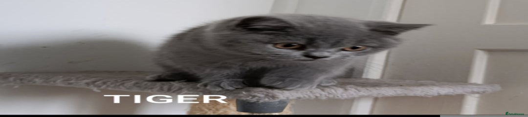 British Shorthair Kitten 1
