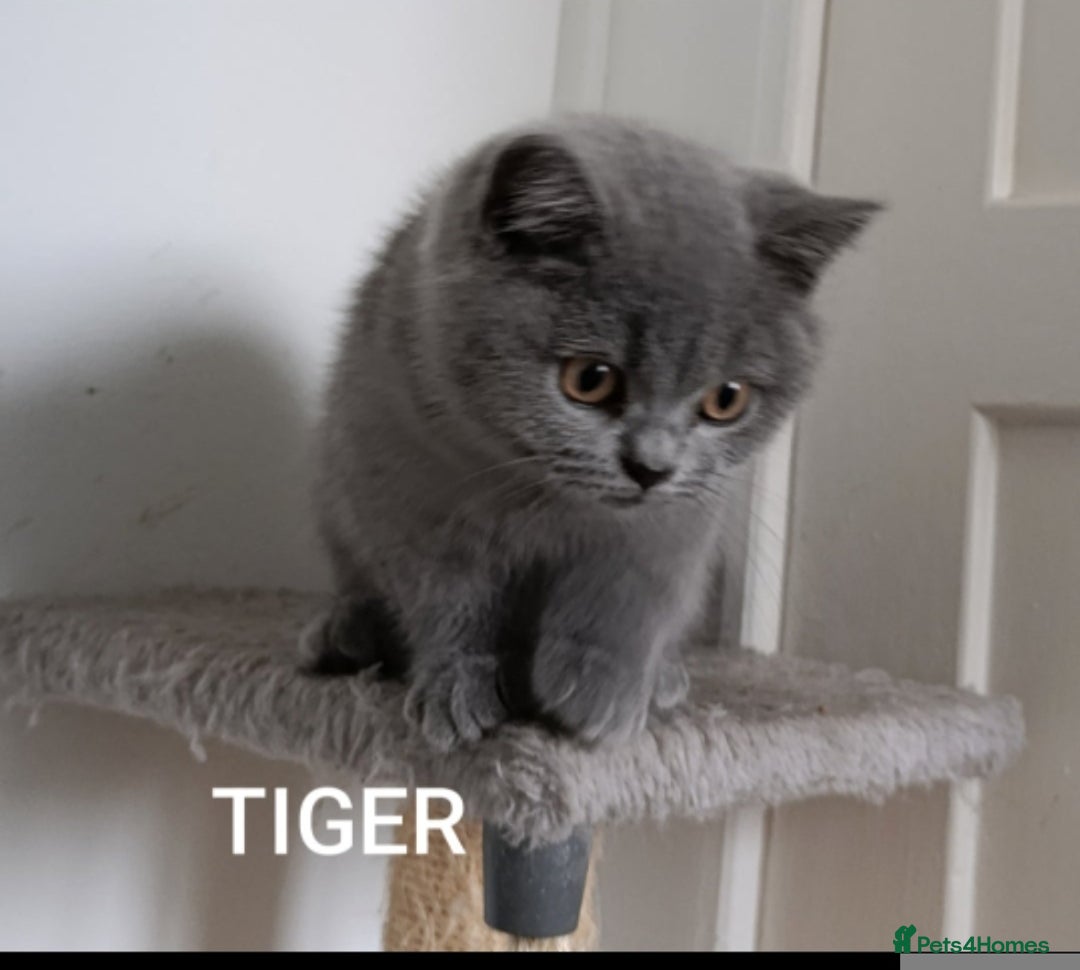 British Shorthair cats for sale: British blue Shorthair GCCF - Image 2