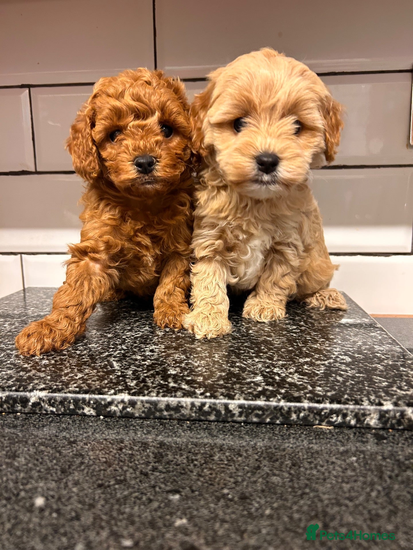 Cavapoo dogs for sale: Cavapoo males and female  - Advert 2