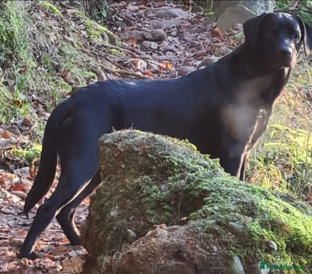 Labrador Retriever dogs for stud: Labrador Ret. 100%-success PROVEN KC/Health tested in Brecon - Advert 34